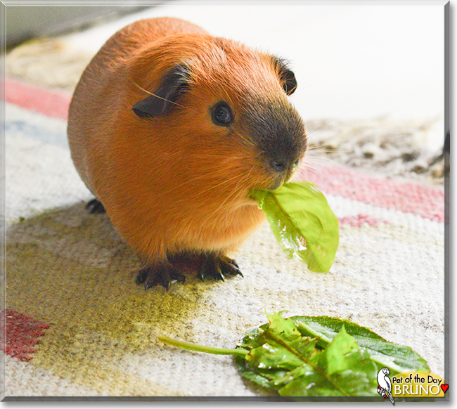 Bruno Sweep the Guinea Pig, the Pet of the Day