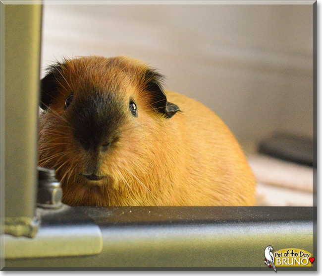 Bruno Sweep the Guinea Pig, the Pet of the Day