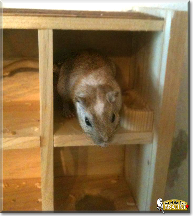 Brauni the Gerbil, the Pet of the Day