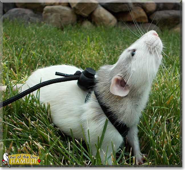 Hamuui the Dumbo Rat, the Pet of the Day