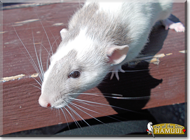 Hamuui the Dumbo Rat, the Pet of the Day