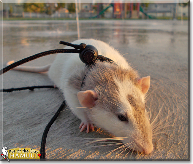 Hamuui the Dumbo Rat, the Pet of the Day
