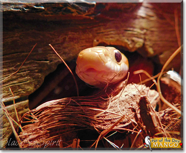Mango the Cornsnake, the Pet of the Day