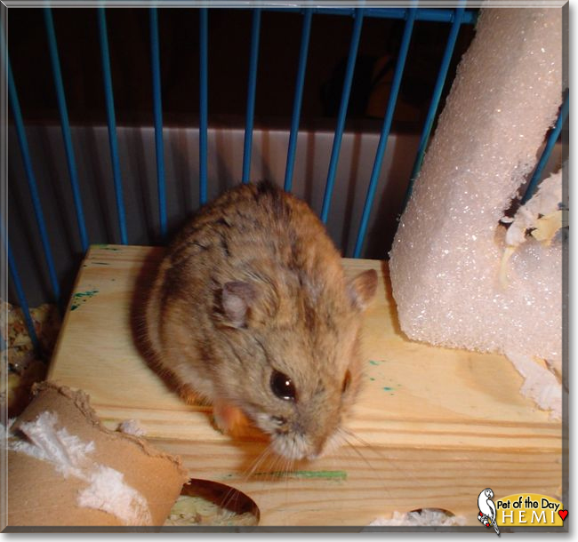 Hemi the Siberian Dwarf Hamster, the Pet of the Day
