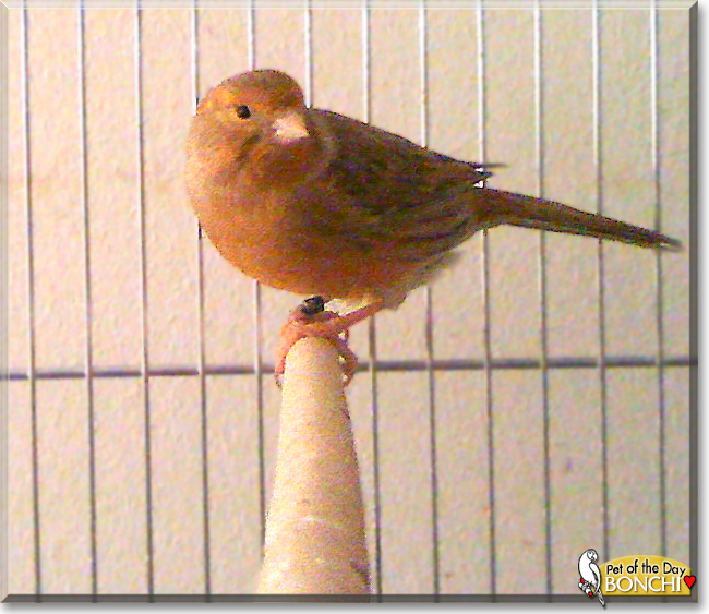 Bonchi the Canary Bird, the Pet of the Day