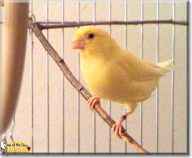 Fanni the Canary Bird, the Pet of the Day