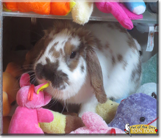 Ton Ton the Holland Lop Rabbit, the Pet of the Day