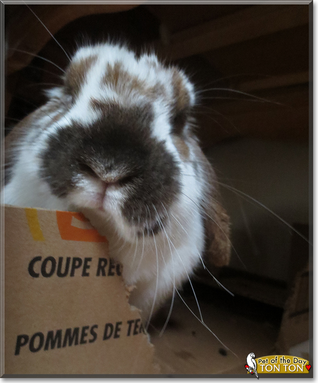 Ton Ton the Holland Lop Rabbit, the Pet of the Day