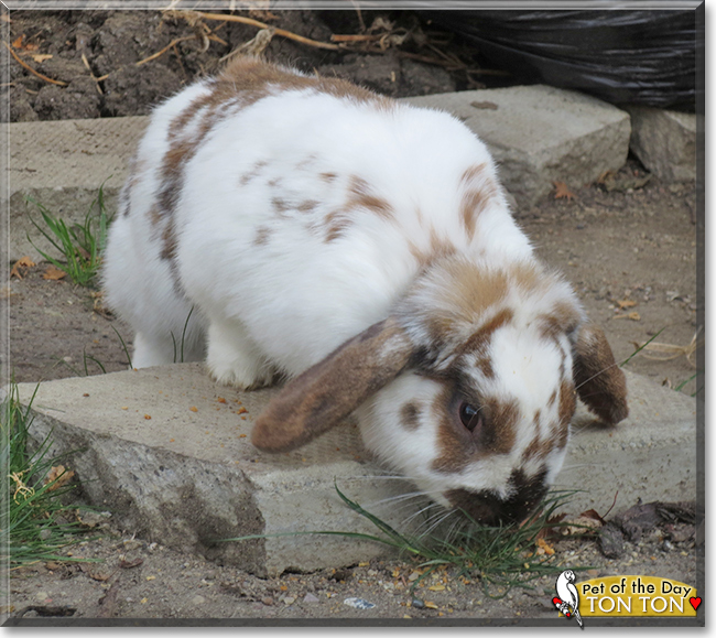 Ton Ton the Holland Lop Rabbit, the Pet of the Day