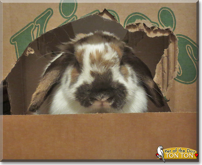 Ton Ton the Holland Lop Rabbit, the Pet of the Day