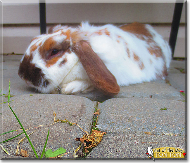 Ton Ton the Holland Lop Rabbit, the Pet of the Day