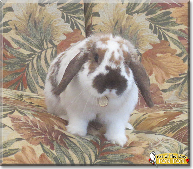 Ton Ton the Holland Lop Rabbit, the Pet of the Day