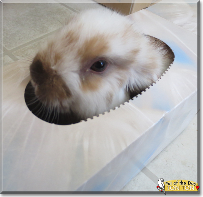 Ton Ton the Holland Lop Rabbit, the Pet of the Day