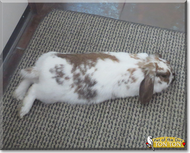 Ton Ton the Holland Lop Rabbit, the Pet of the Day