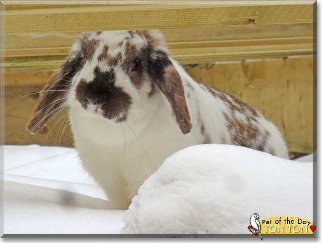 Ton Ton the Holland Lop Rabbit, the Pet of the Day