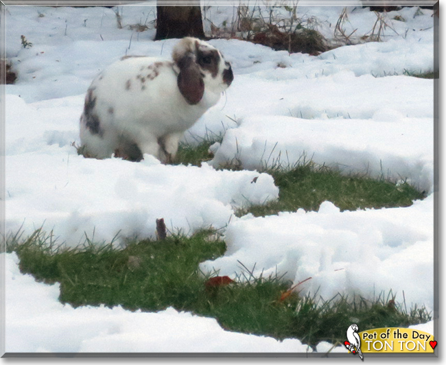 Ton Ton the Holland Lop Rabbit, the Pet of the Day
