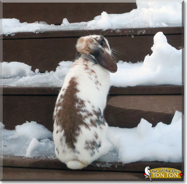 Ton Ton the Holland Lop Rabbit, the Pet of the Day