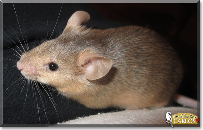 Carlos the Fancy Mouse, the Pet of the Day