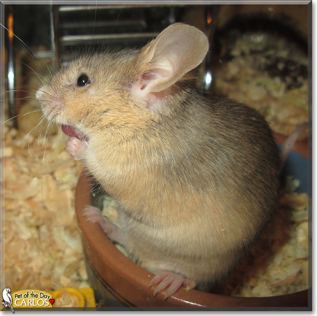 Carlos the Fancy Mouse, the Pet of the Day