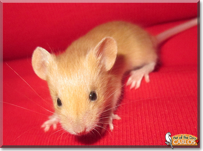 Carlos the Fancy Mouse, the Pet of the Day