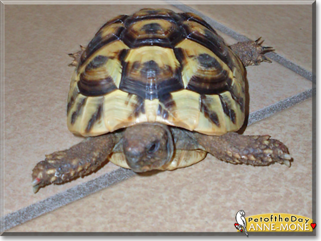 Anne-Mone the Sulcata Tortoise, the Pet of the Day