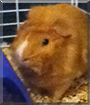 Oliver the Abyssinian Guinea Pig