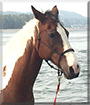 Cat the Quarter Horse