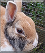 Jodie the Netherland Dwarf Rabbit