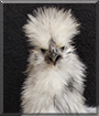Baoji the Silkie Bantam Chicken