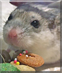 Hione the Chinese Dwarf Hamster