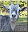 Periwinkle the Pygmy Goat