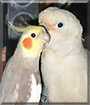 Birdie the Cockatiel, Emmett the Cockatoo