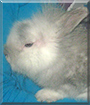 Fluffy the Lionhead Rabbit mix