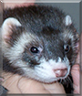 Ninja the Polecat, Ferret mix