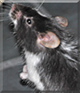 Fred the Fancy Mouse