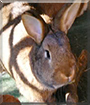 Schlappi the Rabbit