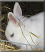 Mucki the Rabbit
