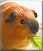 Bruno Sweep the Guinea Pig