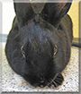 Harry the Rabbit