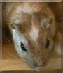 Brauni the Gerbil