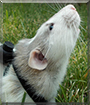 Hamuui the Dumbo Rat