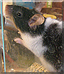 Flippi the Fancy Mouse