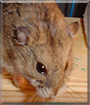 Hemi the Siberian Dwarf Hamster