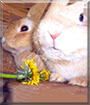 Fivi and Hoppel the Rabbits