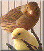 Fanni and Bonchi the Canary Birds