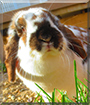 Ton Ton the Holland Lop Rabbit