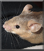 Carlos the Fancy Mouse