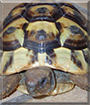 Anne-Mone the Sulcata Tortoise