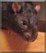 Midnight the Fancy Rat