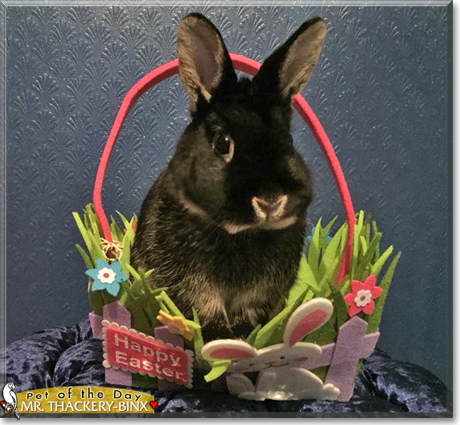 Mr. Thackery-Binx the Netherland Dwarf, the Pet of the Day
